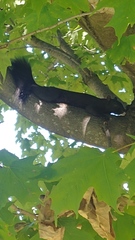 Sciurus carolinensis