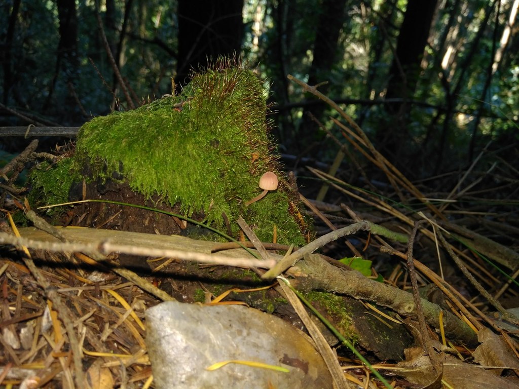 Mycena haematopus · April 2018 · photo: © cristianriquelme (iNaturalist, cc-by)
