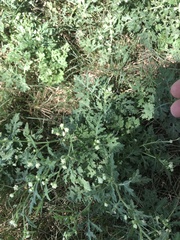 Parthenium hysterophorus