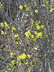 Ceanothus verrucosus