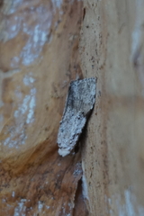 Barasa cymatistis