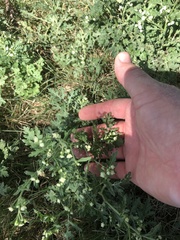 Parthenium hysterophorus