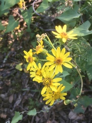 Senecio lyonii