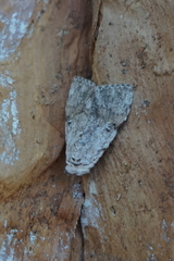 Barasa cymatistis