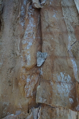 Barasa cymatistis