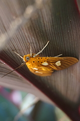 Asota orbona