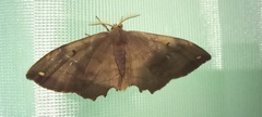 Phiditia