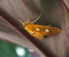 Asota orbona
