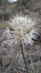Allium schischkinii