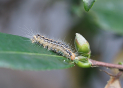 Arna pseudoconspersa