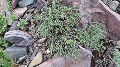 Ephedra dahurica