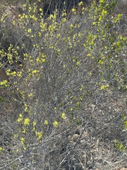 Ceanothus verrucosus
