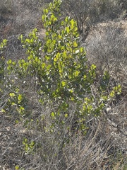 Ceanothus verrucosus