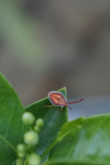 Agapophyta bipunctata