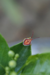 Agapophyta bipunctata