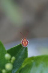 Agapophyta bipunctata