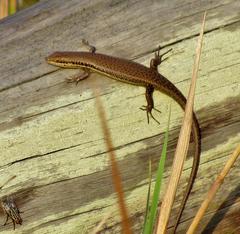 Trachylepis depressa