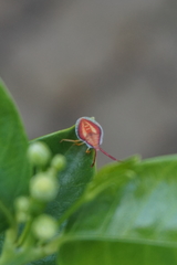 Agapophyta bipunctata