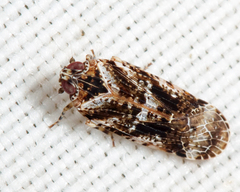 Catonia cinctifrons
