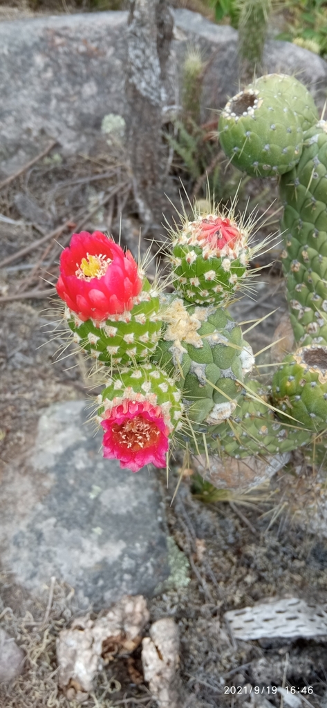 Cane Cactus
