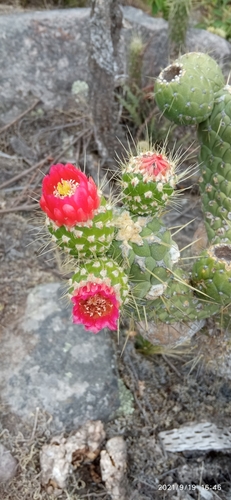 iNaturalist | (c) Monica Caiza, some rights reserved (CC BY-NC-SA), uploaded by Monica Caiza Representative image of Austrocylindropuntia cylindrica