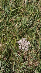 Daucus carota