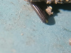 Epictia vindumi