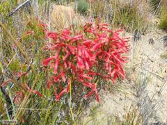 Erica curviflora curviflora
