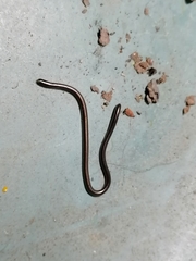 Epictia vindumi