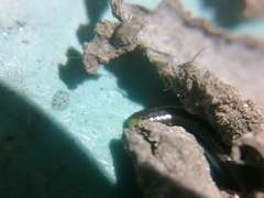 Epictia vindumi