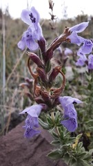 Dracocephalum fruticulosum