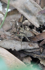 Pardosa pusiola