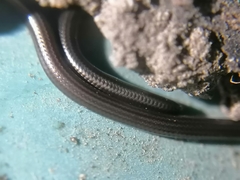 Epictia vindumi