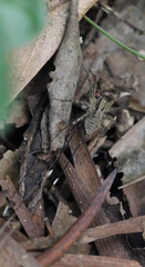 Pardosa pusiola