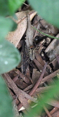 Pardosa pusiola