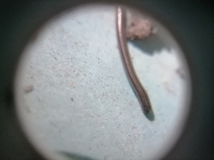 Epictia vindumi
