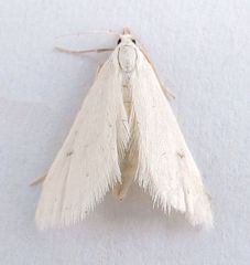 Leptosteges vestaliella