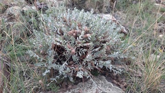 Oxytropis tragacanthoides