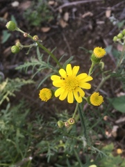 Senecio lyonii