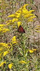 Danaus plexippus