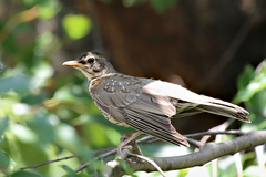 Turdus migratorius