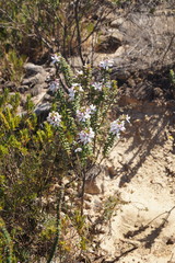 Philotheca hispidula