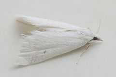 Leptosteges vestaliella
