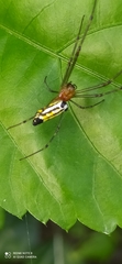 Leucauge
