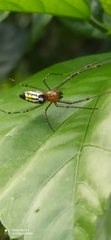 Leucauge