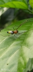 Leucauge