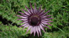 Berkheya purpurea