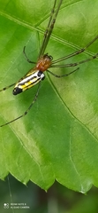 Leucauge