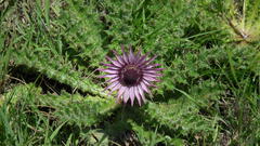 Berkheya purpurea