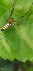 Leucauge